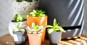 Houseplants-and -Succulents